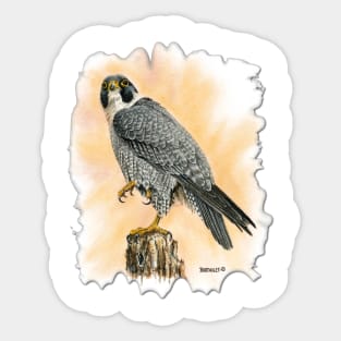 Peregrine Sticker